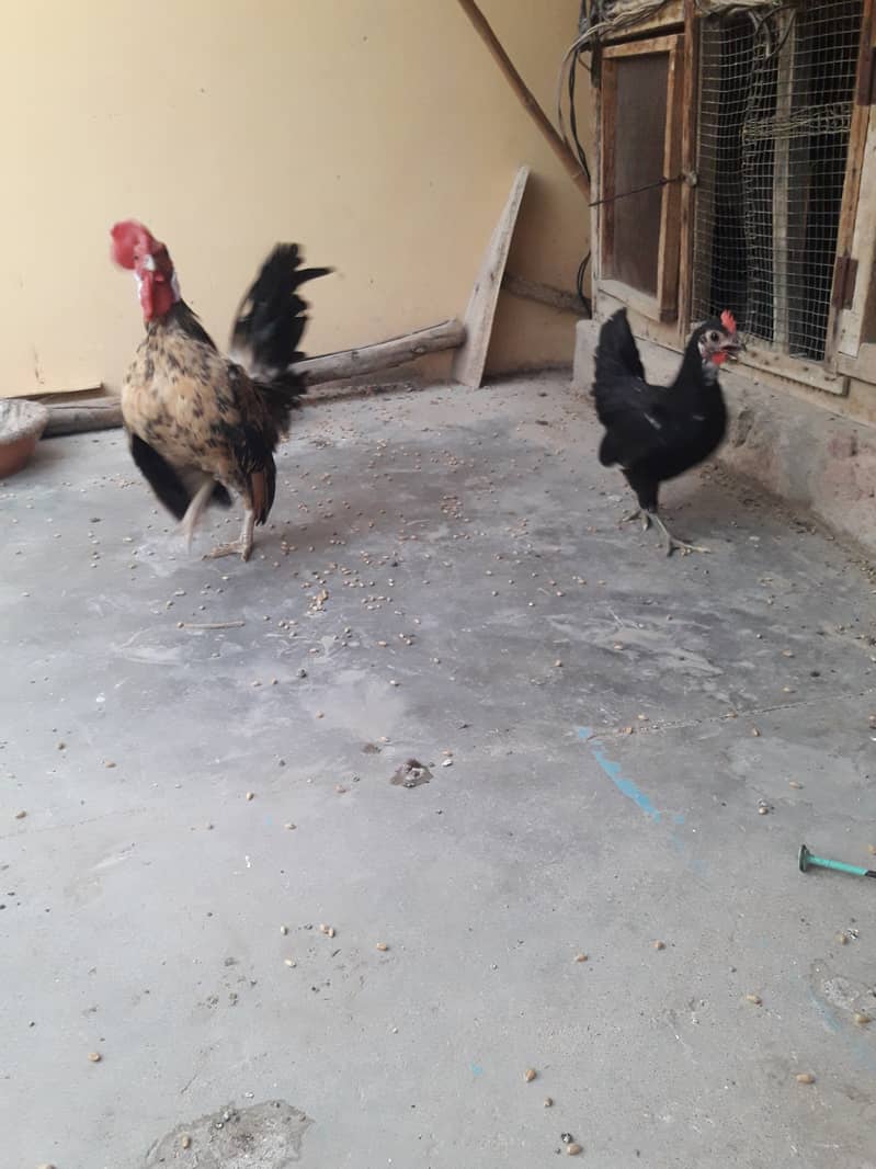 Bantam pair 5