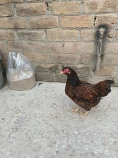 Indian jubilee,cornish hens