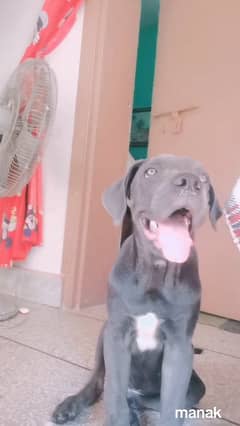 cane corso