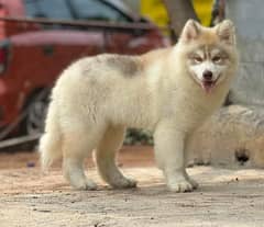 Alaskan Malamute Imported Male Puppy For Sale