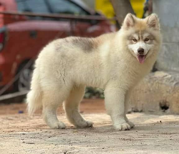 Alaskan Malamute Imported Male Puppy For Sale 0