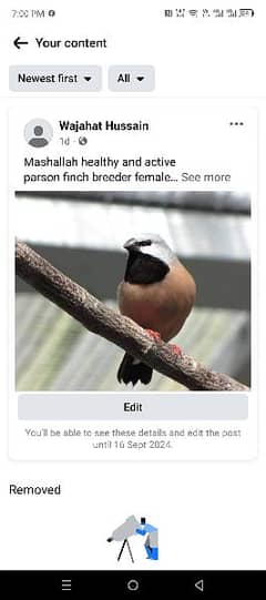 black throated finch / parson finch