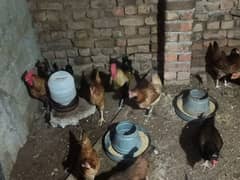 Golden/misri/egg/laying/Hen/for/Sale