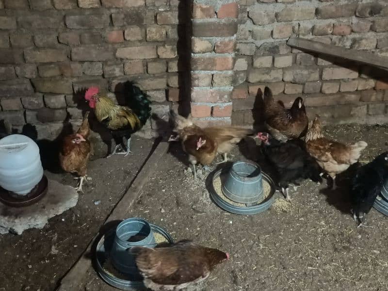 Golden/misri/egg/laying/Hen/for/Sale 1