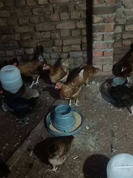 Golden/misri/egg/laying/Hen/for/Sale 3