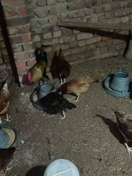 Golden/misri/egg/laying/Hen/for/Sale 4