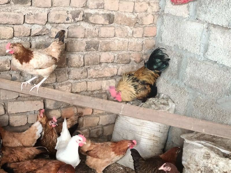 Golden/misri/egg/laying/Hen/for/Sale 8