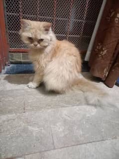 Persian triple coat female