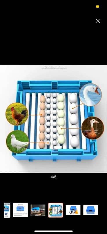 Egg Incubator 2