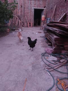 ayam cemani hen | pure black hen