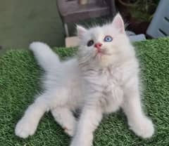 Persian cats 2 month urgent for sale Contact Me 0334,4500,973