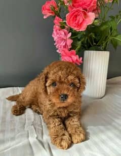 IMPORTED TOY POODLE PUPPIES AVAILABLE FOR SALE