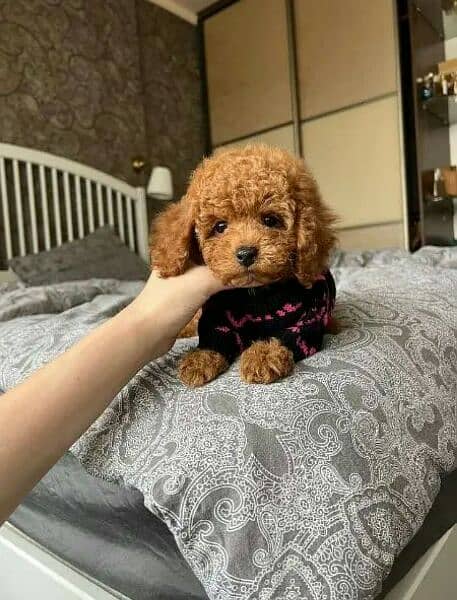 IMPORTED TOY POODLE PUPPIES AVAILABLE FOR SALE 1