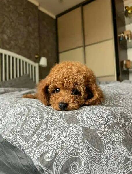 IMPORTED TOY POODLE PUPPIES AVAILABLE FOR SALE 2