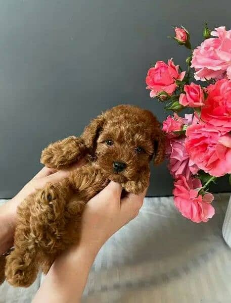 IMPORTED TOY POODLE PUPPIES AVAILABLE FOR SALE 3