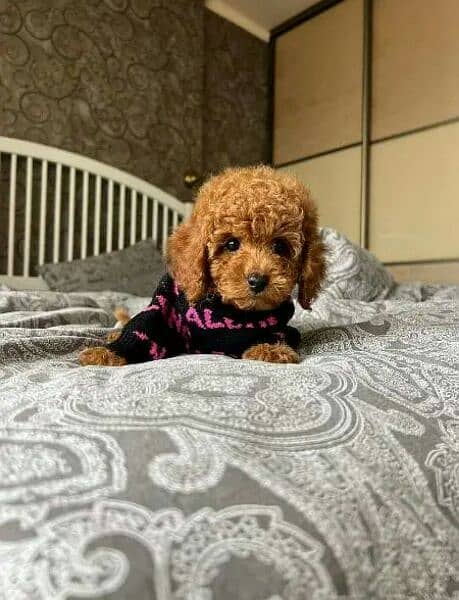 IMPORTED TOY POODLE PUPPIES AVAILABLE FOR SALE 4