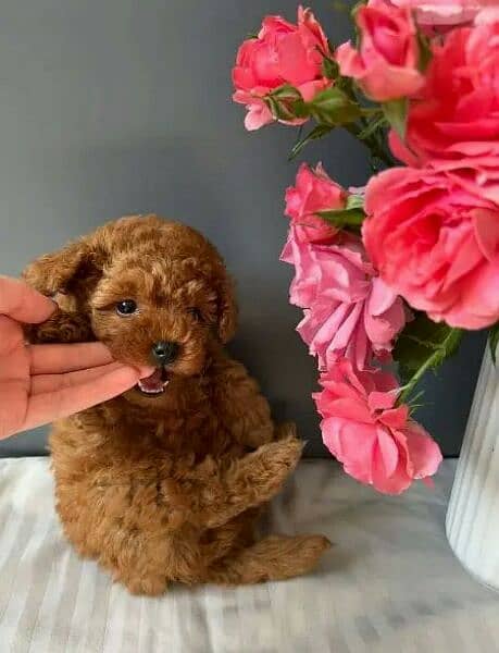 IMPORTED TOY POODLE PUPPIES AVAILABLE FOR SALE 5