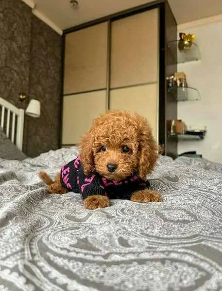 IMPORTED TOY POODLE PUPPIES AVAILABLE FOR SALE 6