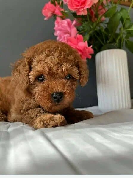 IMPORTED TOY POODLE PUPPIES AVAILABLE FOR SALE 7