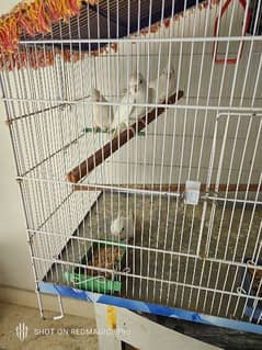 4 eno red eyes 9 months cockatiel and cage