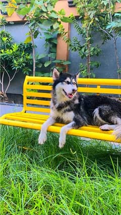 siberian Husky wooly cotted adult female eyes blue