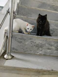 Female white Persian kitten