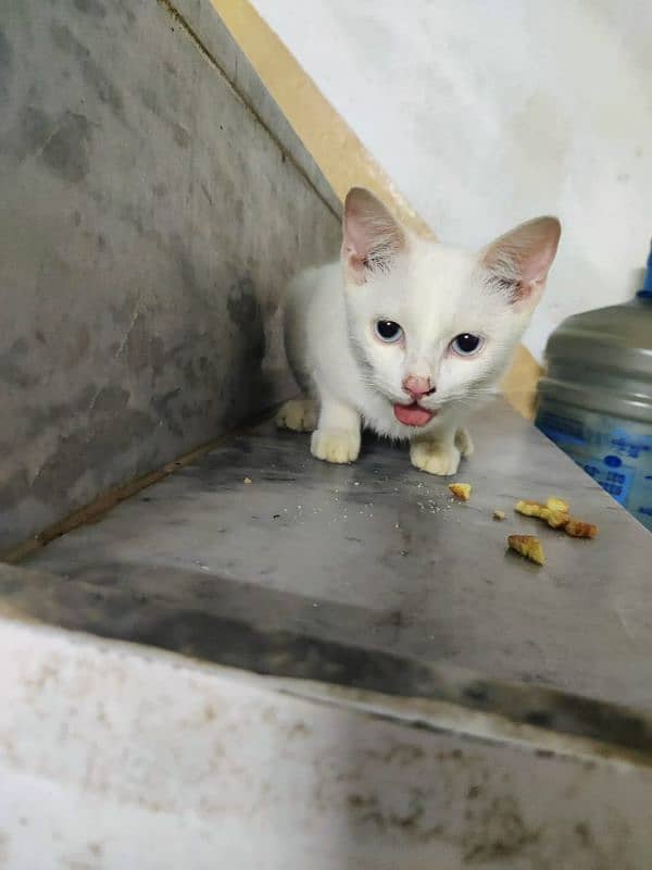 Female white Persian kitten 1