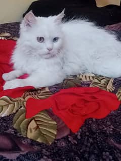 white percian cat female blue eyes