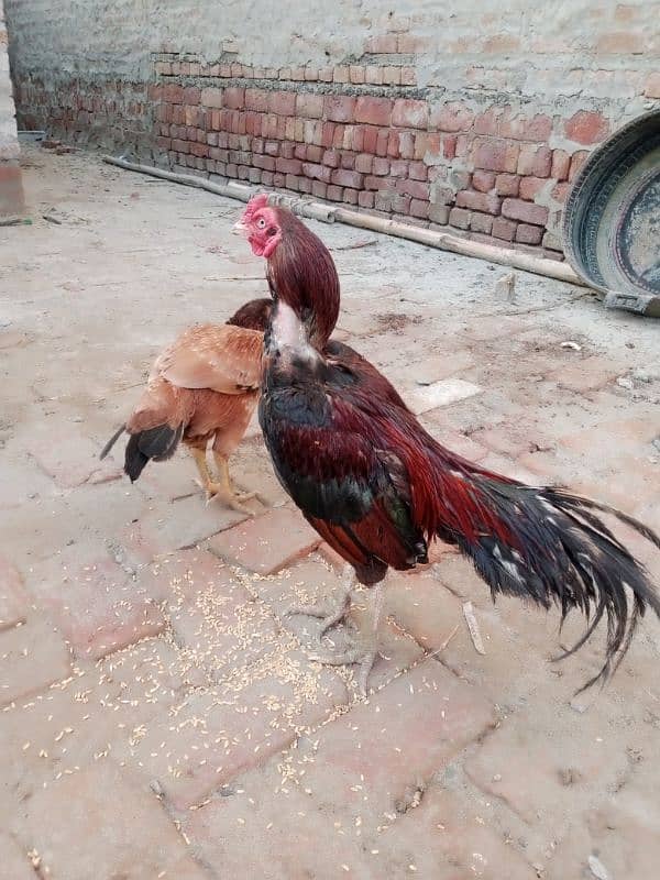 pure aseel hens home breed 2 female one male 2