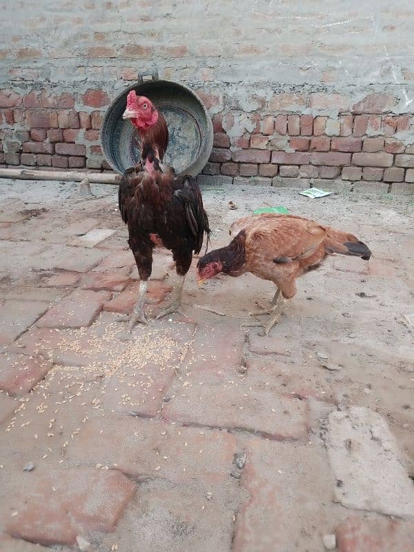 pure aseel hens home breed 2 female one male 7