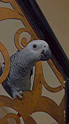 African Grey parrot pair for sale 6 month age