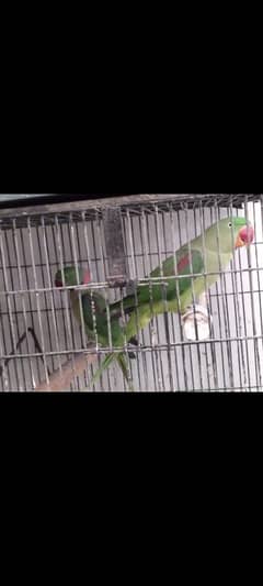 Raw Pahari parrot pair