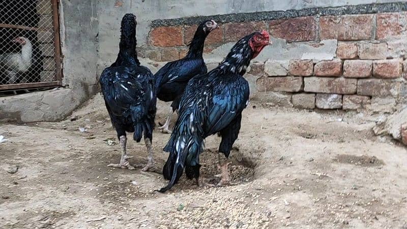 lasani eggs and chicks, black aseel 0