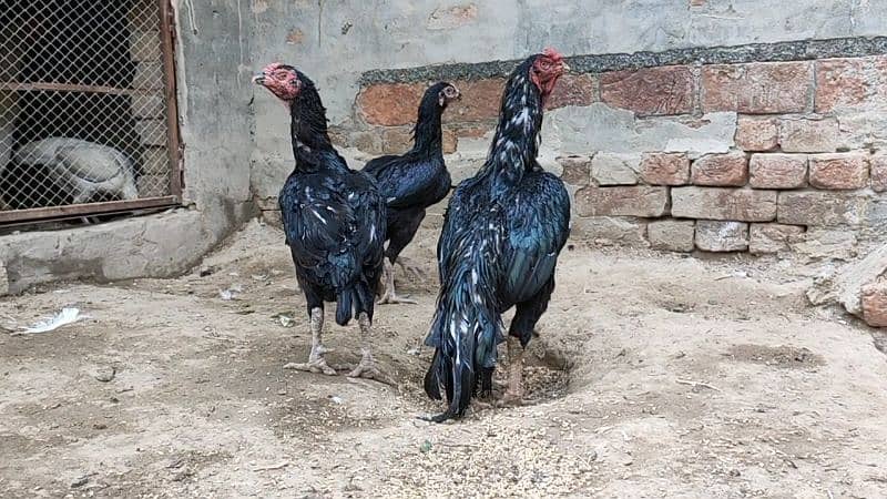 lasani eggs and chicks, black aseel 1