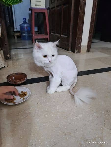 Triple coated Persian cat 1