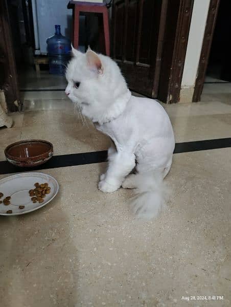 Triple coated Persian cat 2