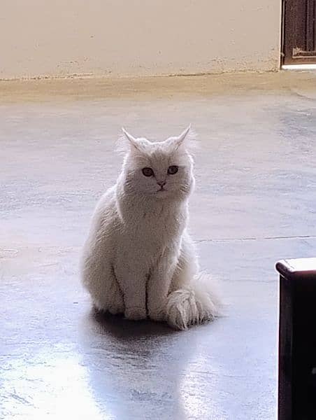 Triple coated Persian cat 4