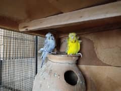 Lutino Fisher Hogoromo Pair Female Budgie