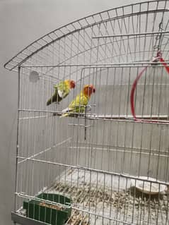 LoveBird pair for sale with Cage and Breeding box