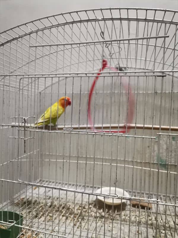 LoveBird pair for sale with Cage and Breeding box 1