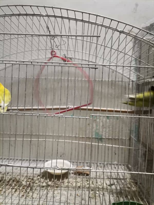 LoveBird pair for sale with Cage and Breeding box 2