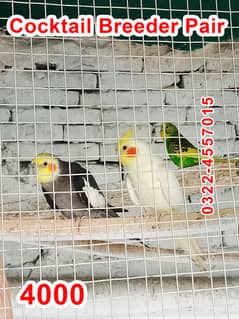 Cocktail parrots breeder pairs Urgent Sell Need Cash Healthy