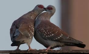 African Speckled  Dove  Breeder  Pair  افریقن  سپیکلڈ  ڈوو  بریڈر جوڑا