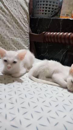 Persian Cross  3 months male and female male