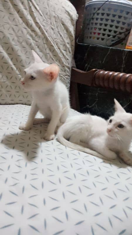 Persian Cross  3 months male and female male 2