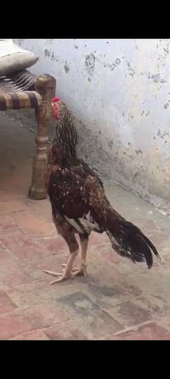 I am selling my Reza aseel hen