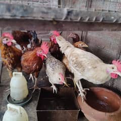 6 Cock and 3 hen's for sale