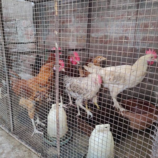 6 Cock and 3 hen's for sale 1