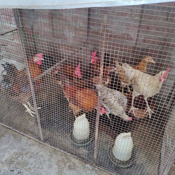 6 Cock and 3 hen's for sale 2