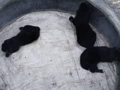 3 female puppy hy